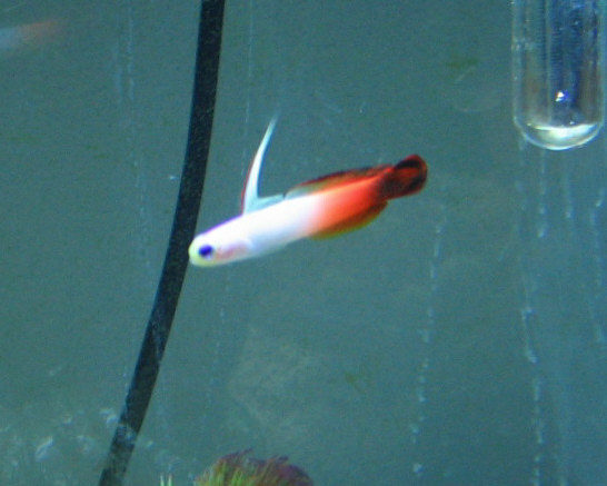 My latest adition to my aquarium. Blaze..My Firefish.  Hes pretty active during the day, and is swimming right above his dart hole.  :)