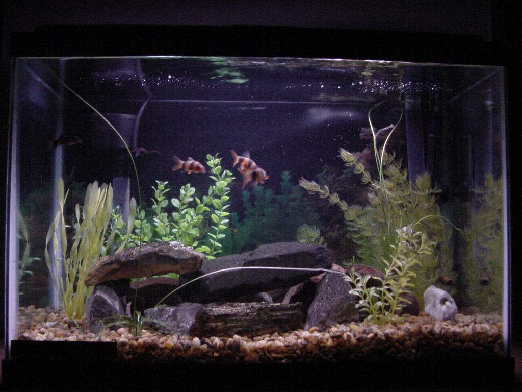 My lil 20G clown loach tank, there are 4 loaches, 1 is hiding. A couple pleco reside in there as well.