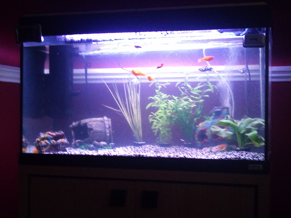 my lovely fish tank