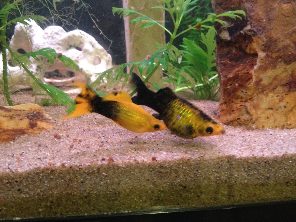 My mating lyretail golden panda molly pair