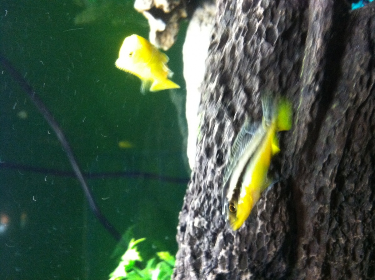 My melanochromis auratus is so fast.  He has been behaved to this point.