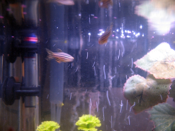 My new Party Fish, Zebra Danios (Danio rerio)