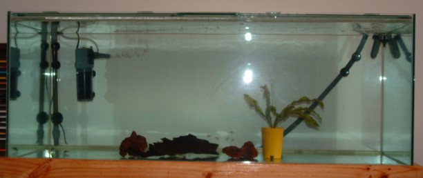My new tank. It will be a discus tank. At the moment it is cycling before I order my discus to grow out.