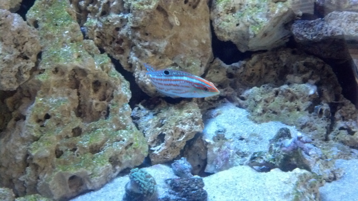 My new Xmas wrasse, this guy is amazing to look at!!
