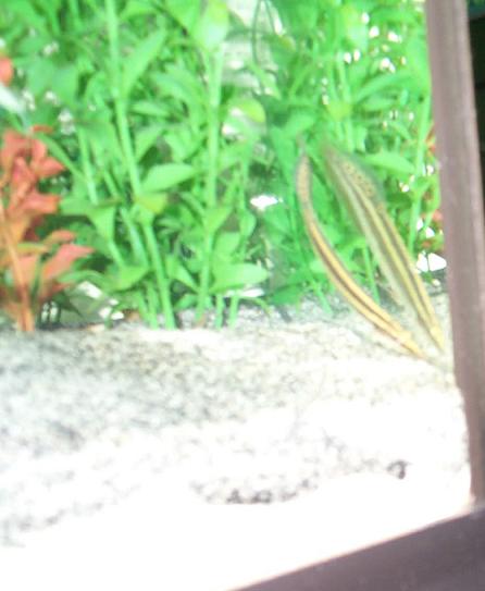 My newest eel, he has not been identified except that he's a Spiny Eel