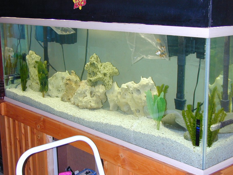 My old 45 gallon tank.  I had to sell it when I moved.  I miss that thing.