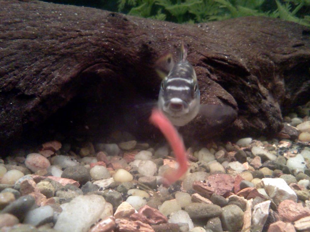 My old male eating a bloodworm. Perfect shot if you ask me