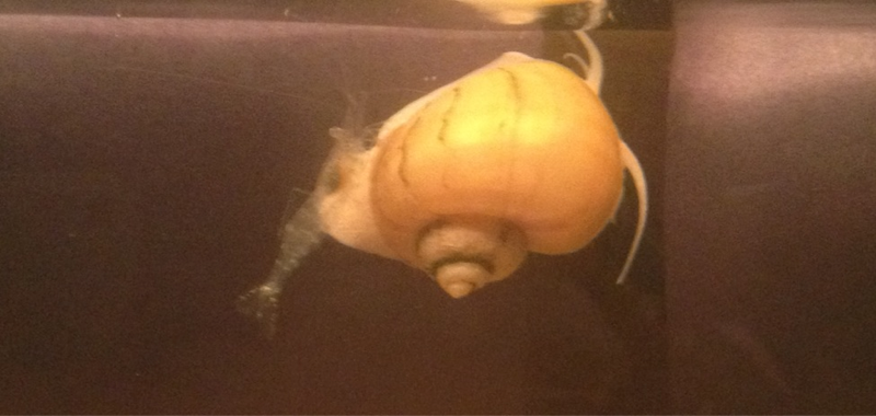 My shrimp all like to ride the snails around.
