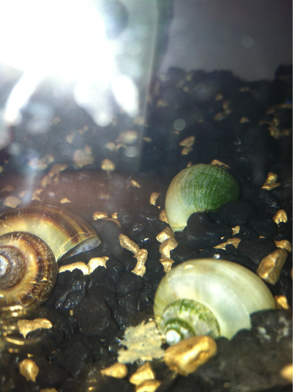 My snails