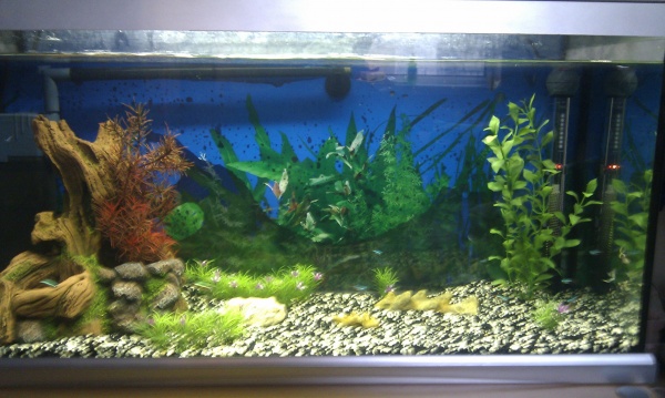 My tank after I first set it up