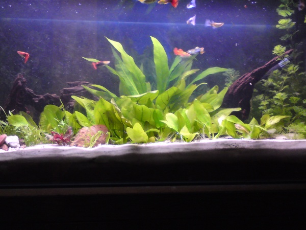 My tank as it is at the moment. I removed the facia of the unit for this shot.