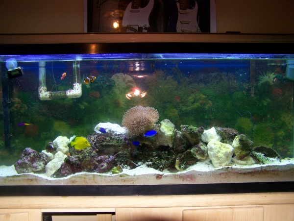 my tank picture you can see some of my fish unclear tho.my leather is up top center and zoanthus coral is on the sides of the rock work green zoas and