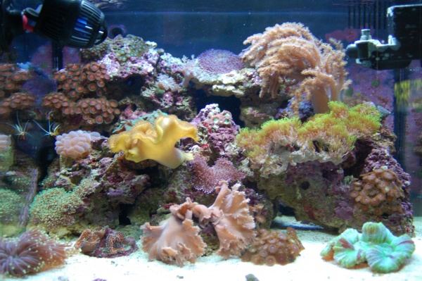 My tank today! =)