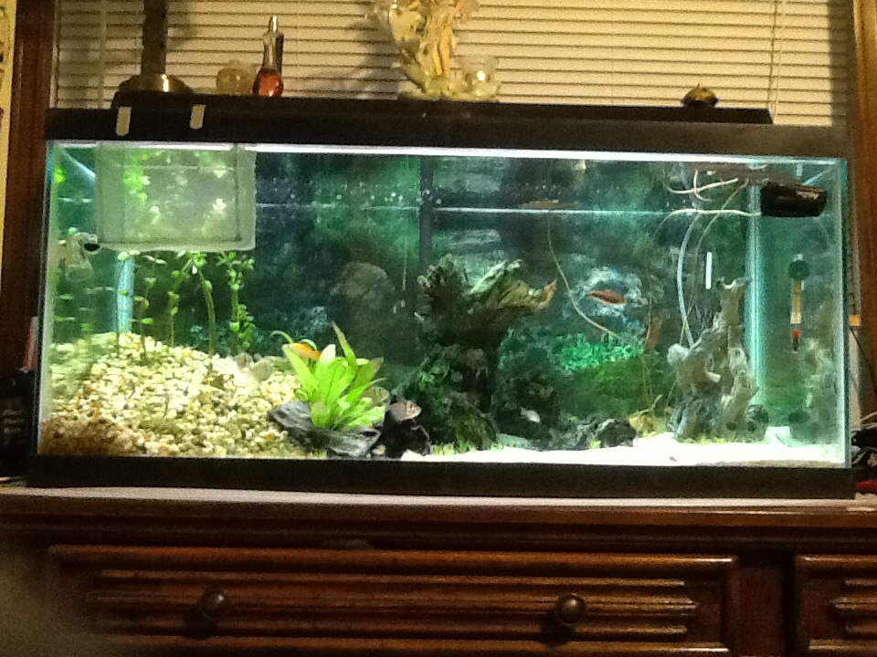 My tank with re scape. Half sand with gravel hill and hollow tree in center