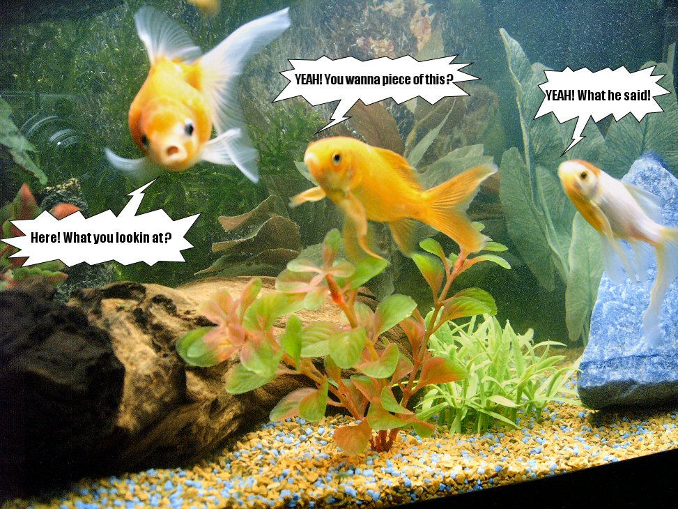 My three goldfish. Took this picture and just had to do something with it.