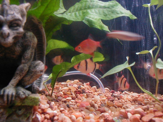 My tiger barbs, including my red tiger!