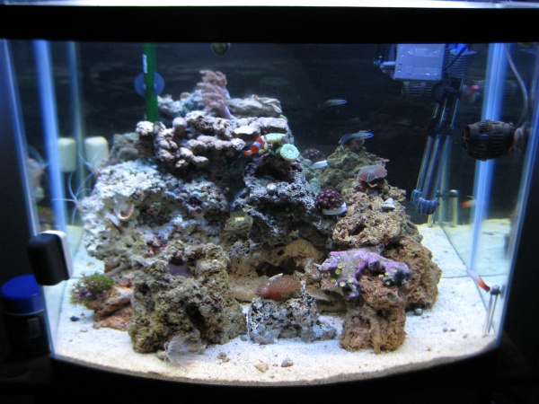 My whole tank as of 02-03-09