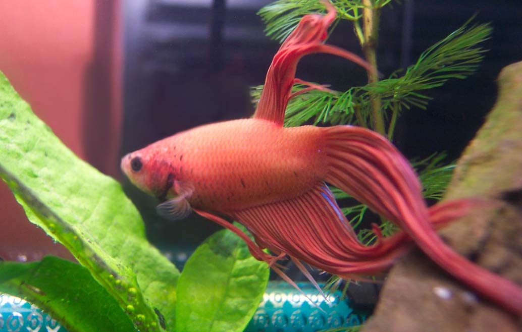My young yellow Betta refused all foods, and died after a month. Here is the latest addition to my planted 2.5 gallon, a big orange male.