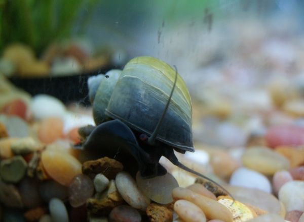 Mystery Snail
Who you looking at?