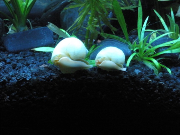 Mystery Snails cruising in the 20 gallon