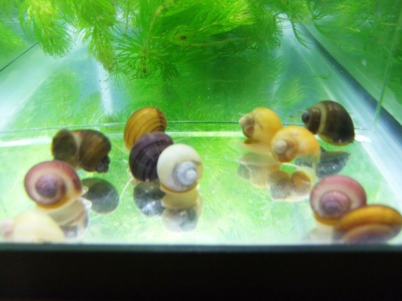 Mystery Snails