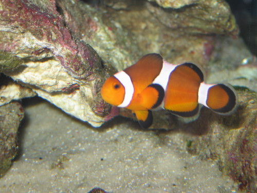 Nemo (of course).