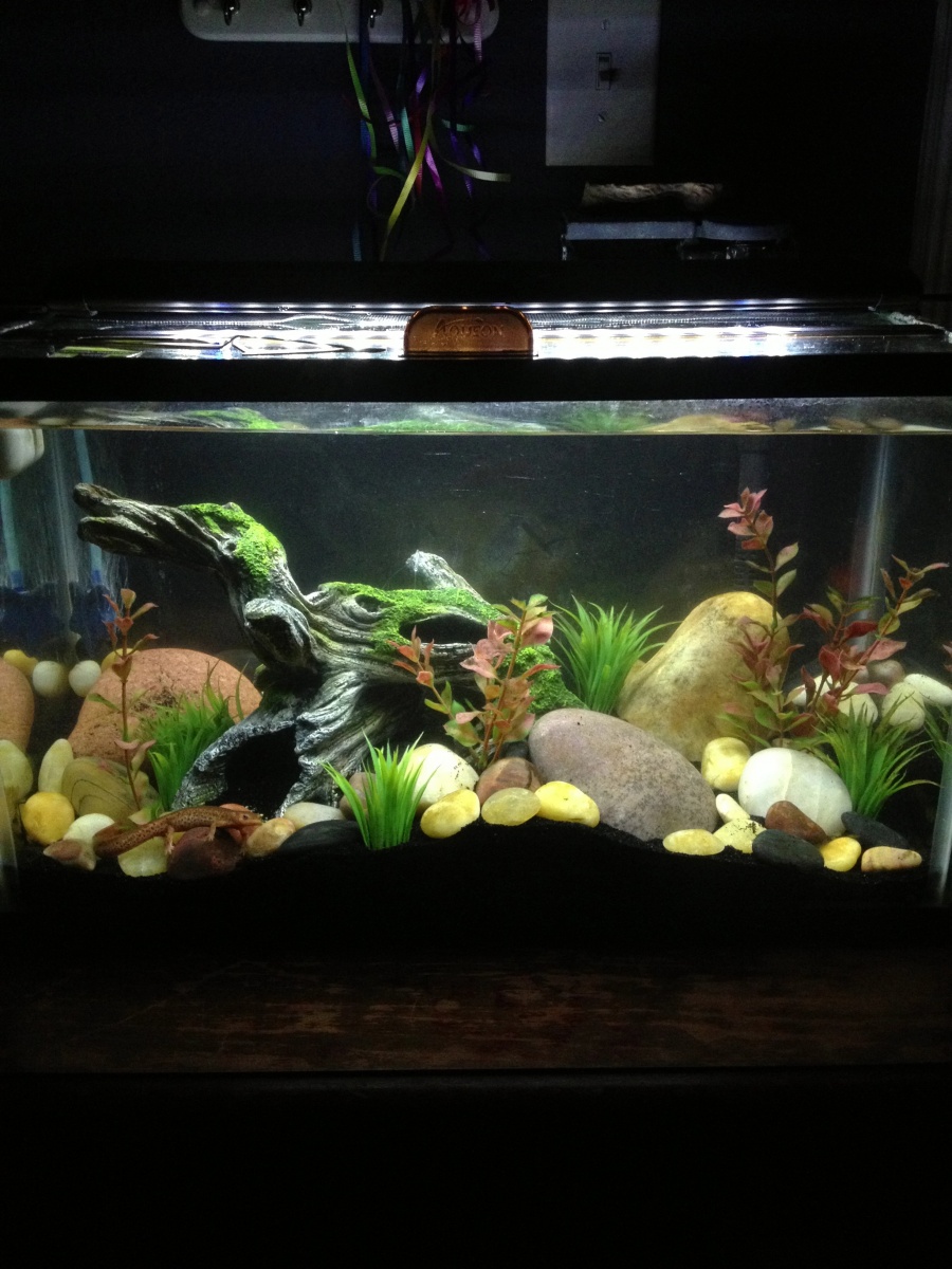 Nessies improved tank