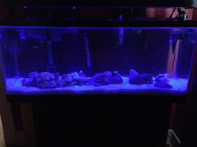 New 55 gallon with my new lights