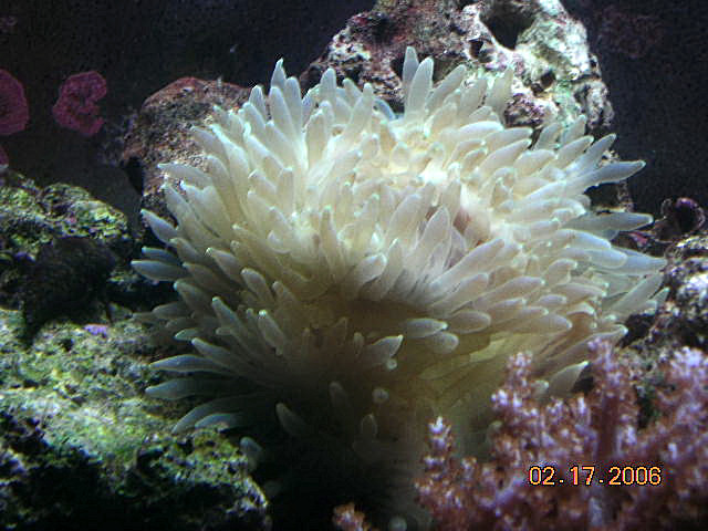 new bubble anemone, just 5 mins after putting him into tank.
