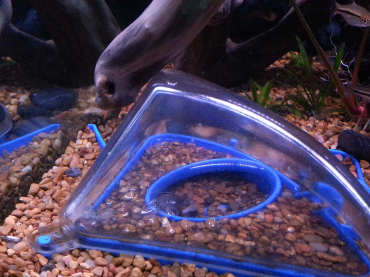 New fiddler crab checking out the crabitat