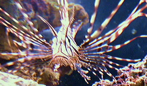 Nice little picture of my former lion fish.
