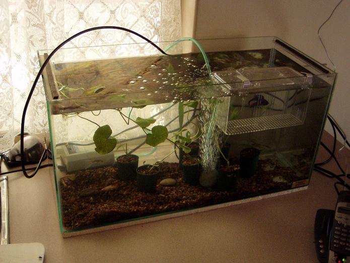 Note: the plants are recovering from a crayfish attack..