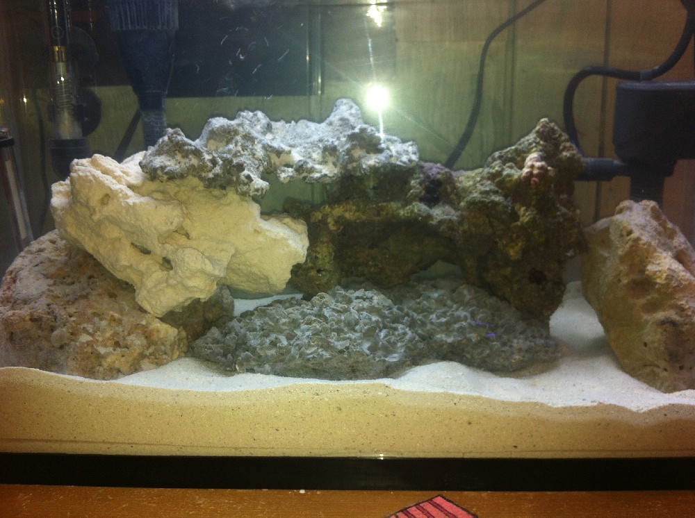 Nov 10/2013 after a new 3lb live rock got added and the whole tank re-scaped.
