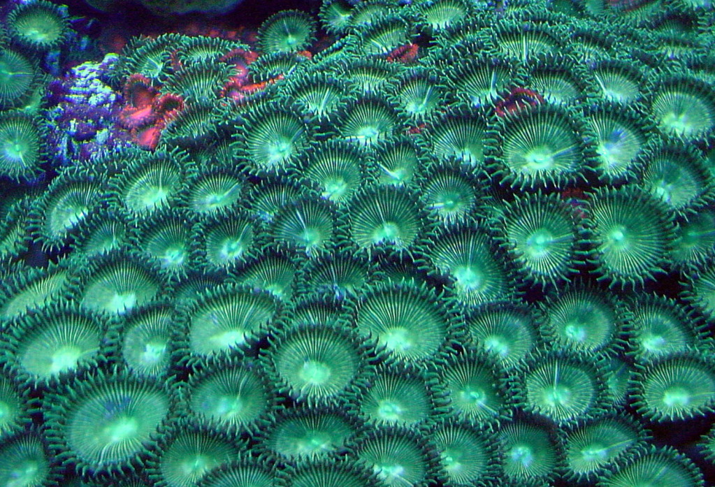 November 2010 Saltwater POTM Winning photo. Submitted by thincat