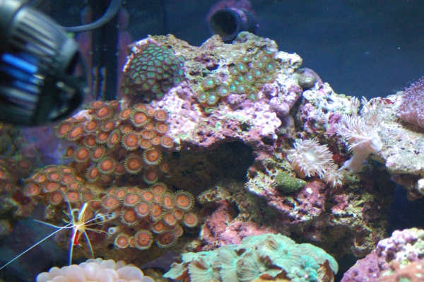 Now you can REALLY see the zoanthids.  They are beautiful.  I am going to keep adding them.  They grow easily and are so pretty.