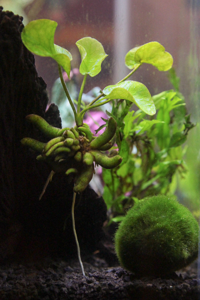 Nymphoides aquatica (Banana Plant)