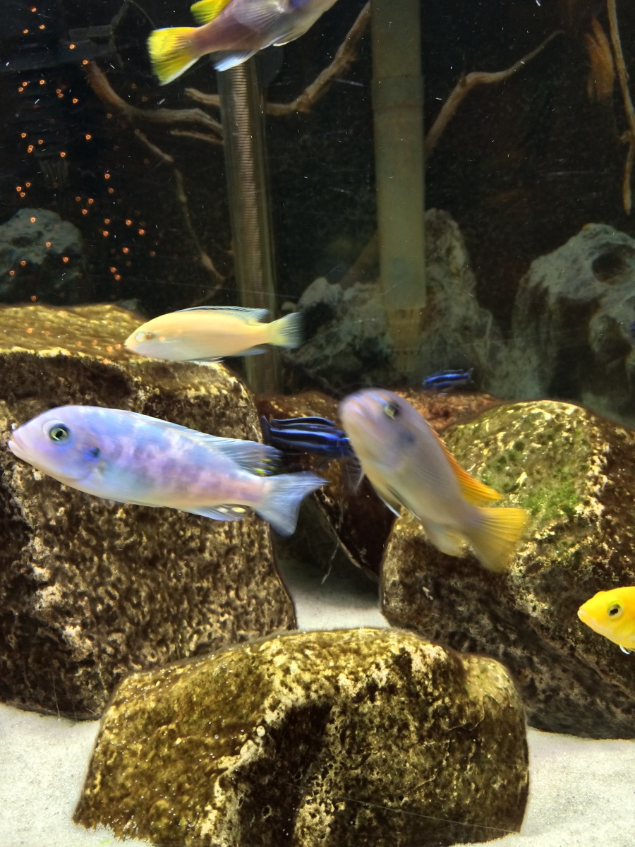 OB cobalt blue zebra male and a few yellow lab females in the background