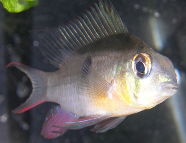 One of 3 Bolivian rams in my 29 gallon tank.