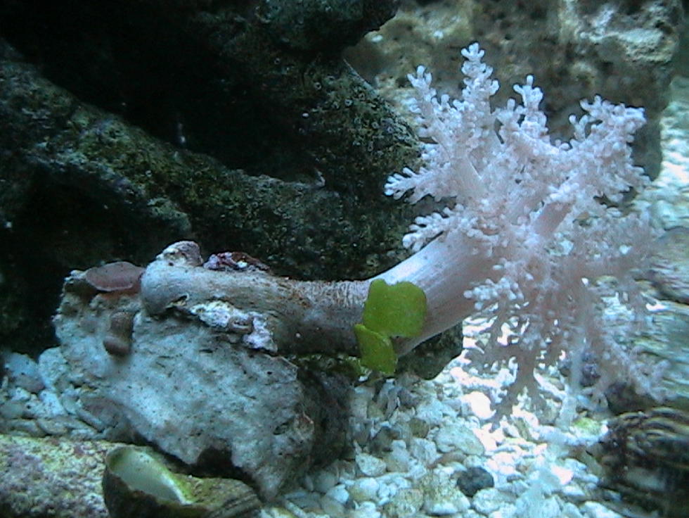 One of my first corals.  It also has a small mushroom on the back side.