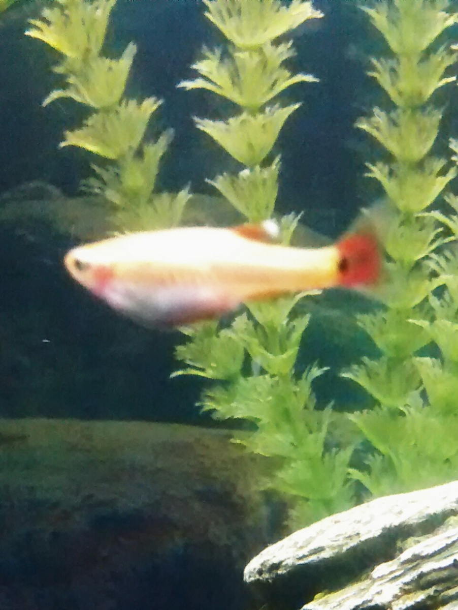 one of my Golden Cloud Minnows