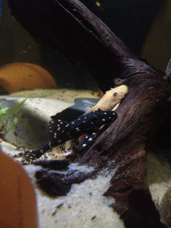 One of my Juvie Adonis plecos with an l-144