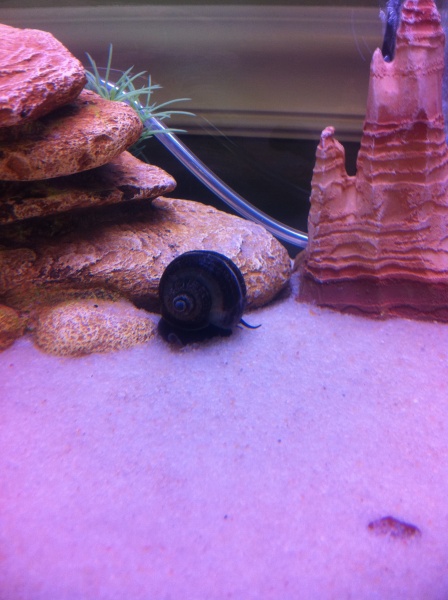 One of my many apple snails