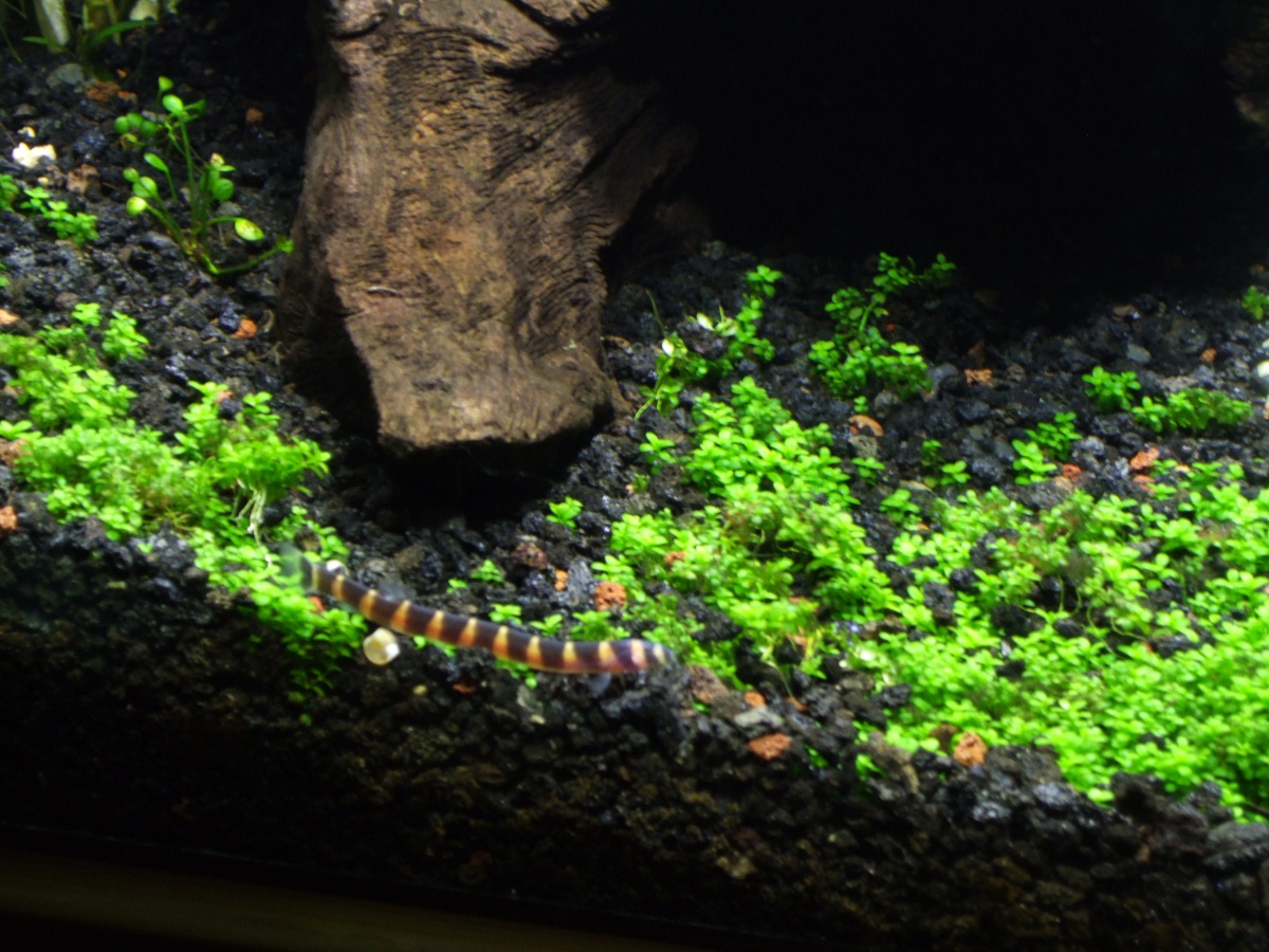 One of my new Kuhli loaches!
01 14 2013 004