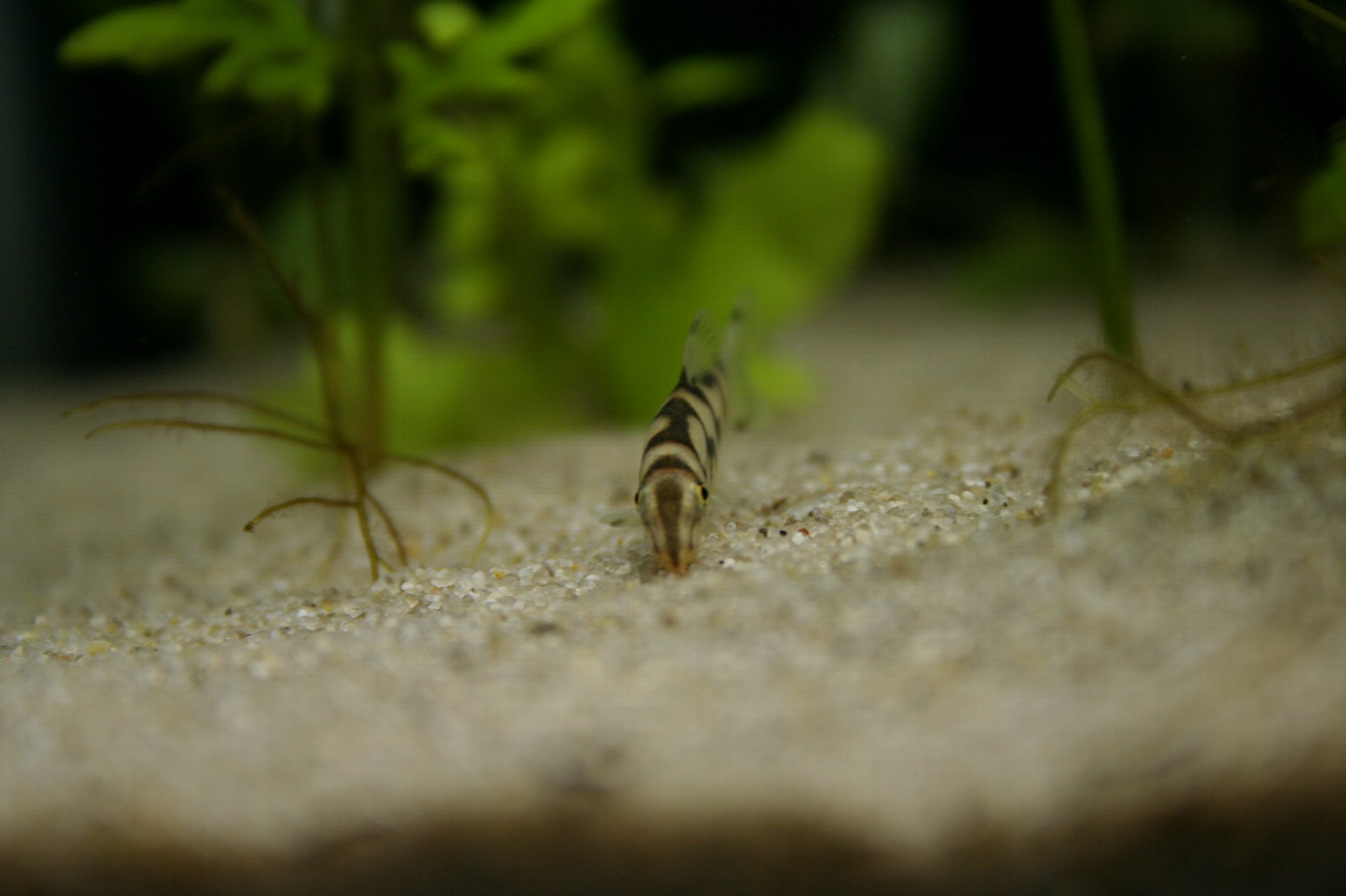 one of my new Yoyo Loaches