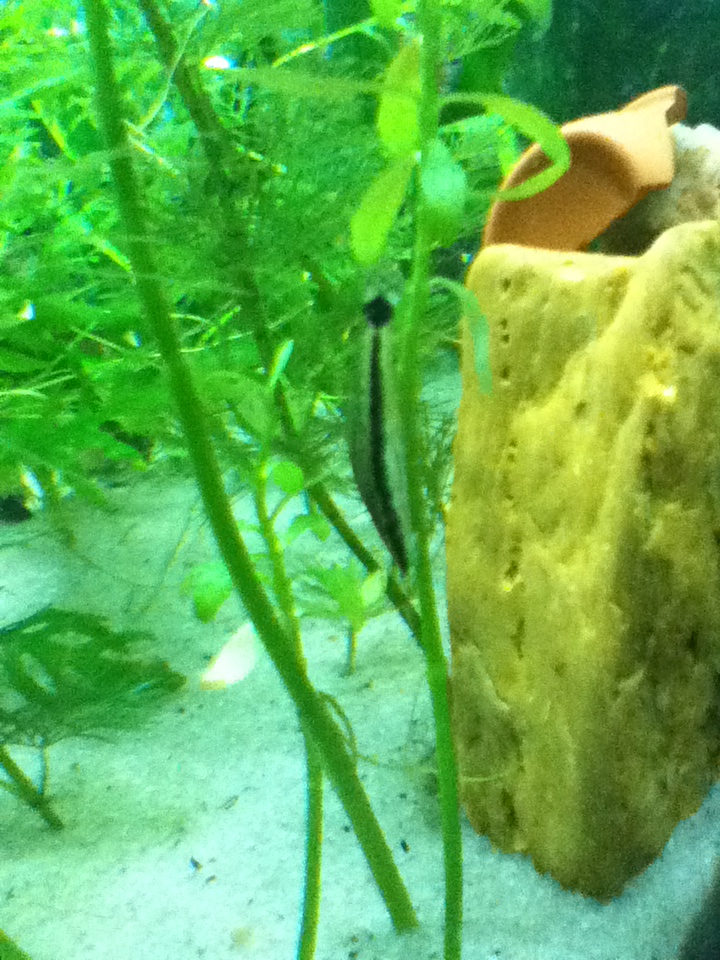 one of my ottos chillin upside down on a plant.