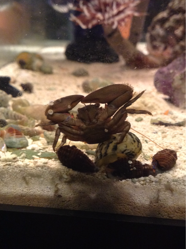 One of my porcelain crabs.