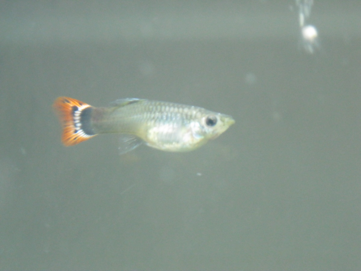 One of my pregnant guppies (junior)