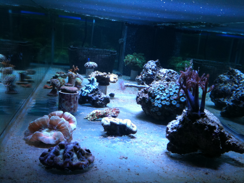 One of our big Coral tanks