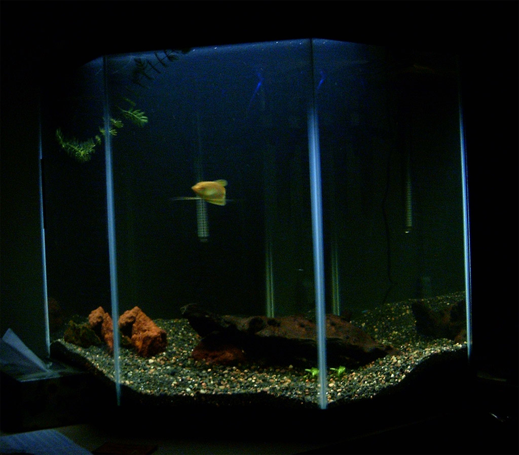 one week and its already lightly cycled! I've just added my first "big" fish, The golden gourami. I'm contemplating naming it. Also bought a nice piec