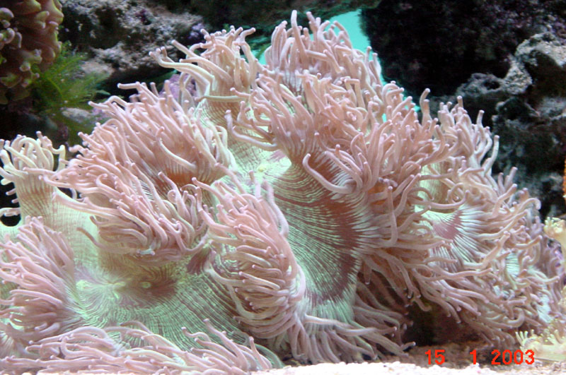 opened coral